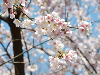 桜の花